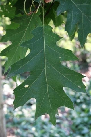 Red oak tree leaf