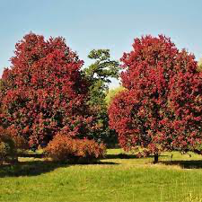 October Glory Maple Tree