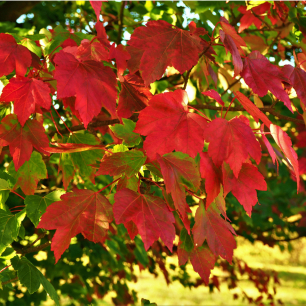 October Glory Maple tree, October Glory Maple tree Fall Colors