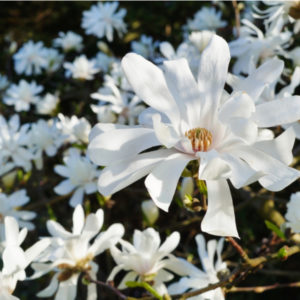 Royal Star Magnolia Flower