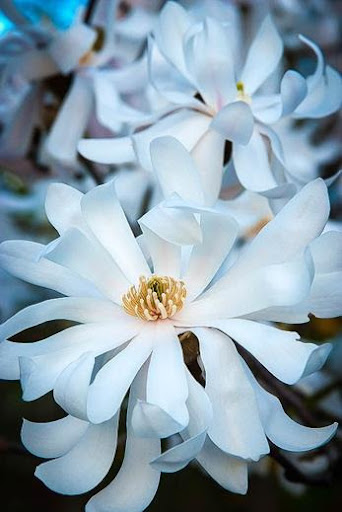 Magnolia 'Royal Star' flower