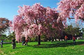 Large weeping cherry tree