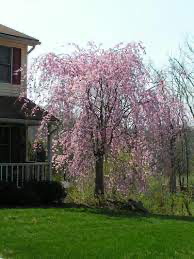 Weeping cherry tree next to house