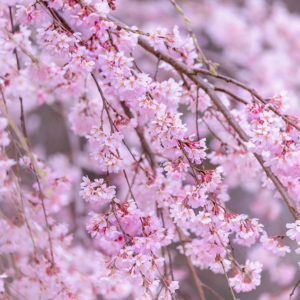Weeping Cherry Tree Flowers