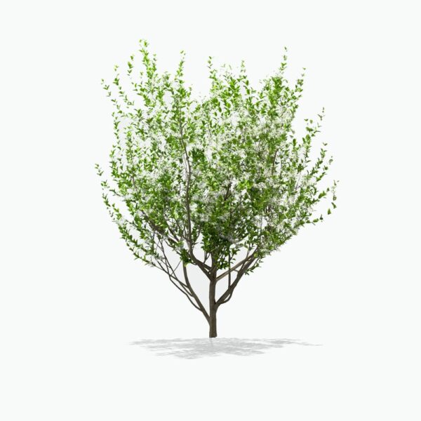 An elegant White Fringetree in full bloom, its fine branches covered in a profusion of fragrant white flowers against a simple white background, highlighting the delicate texture and airy grace of this ornamental tree.