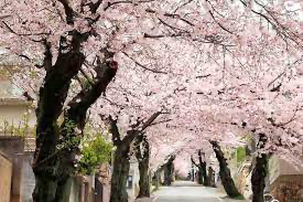 Yoshino Cherry Tree Lined Path
