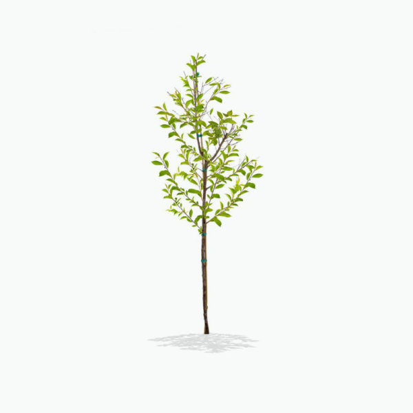 Yoshino Cherry tree, Gift Tree, Memorial Gift, Memorial Tree, Best Memorial Tree Planting Service, Sympathy Gift, Plant a tree in memory, memorial trees, plant a tree gift, memorial tree planting, rememberance gift, rememberance tree, order trees online, memorial trees for deceased loved ones, tree memorial, memorial trees for funerals, memorial tree gift.